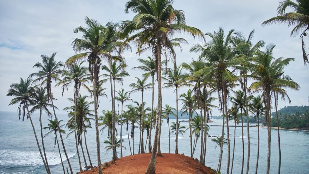 Coconut Palm Headland Sri Lanka South Coast