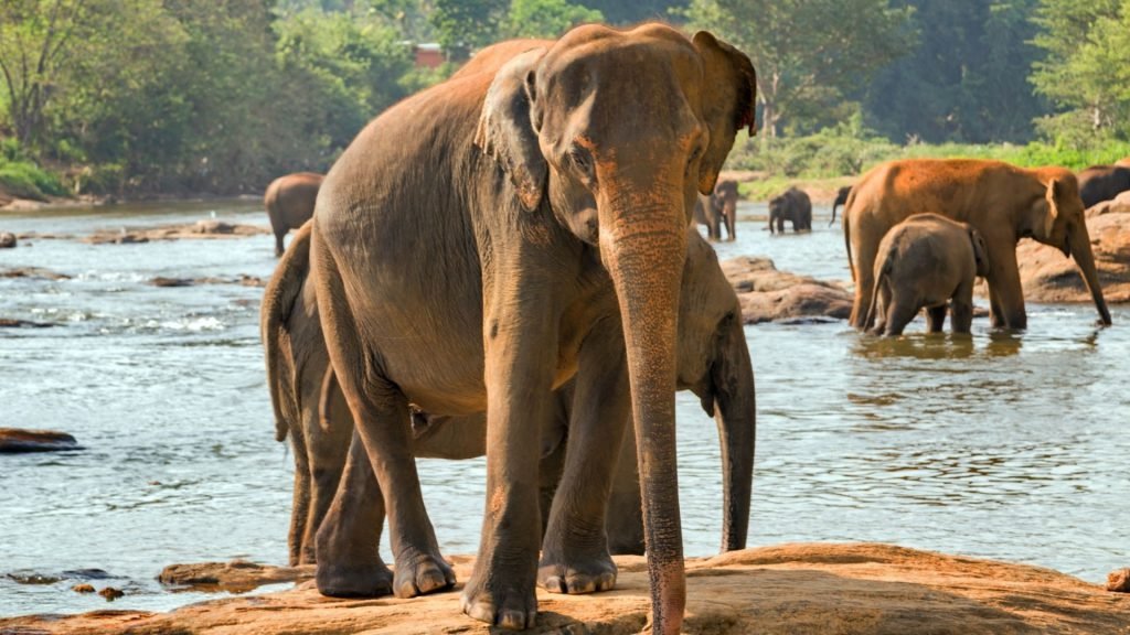 Elephants Bathing In River Sri Lanka
