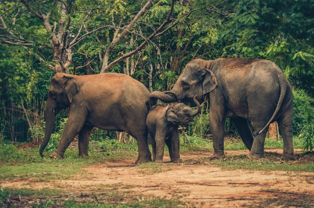 Family Elephants In The Forest Animal Education C