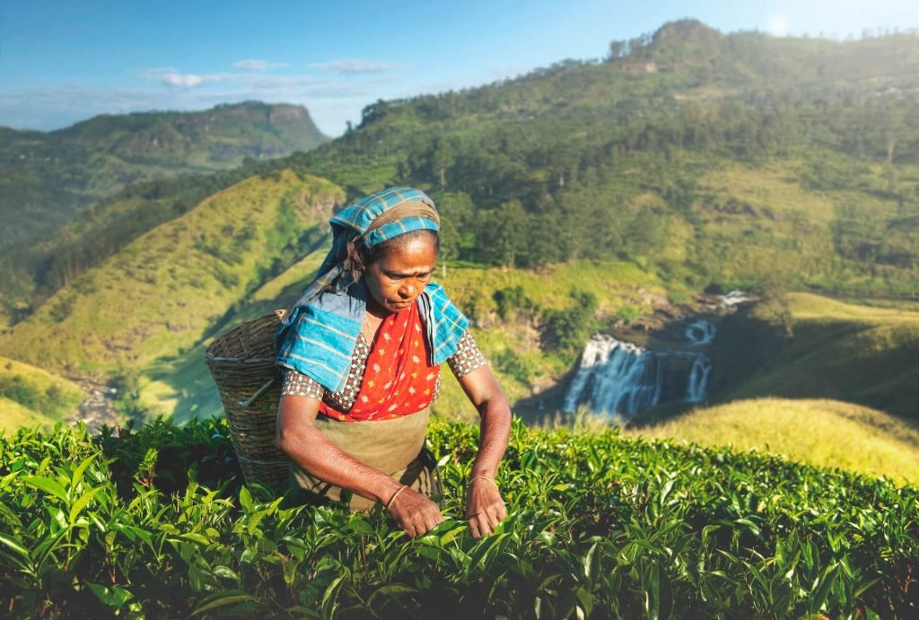 Indigenious Sri Lankan Tea Picker Agricultural Far