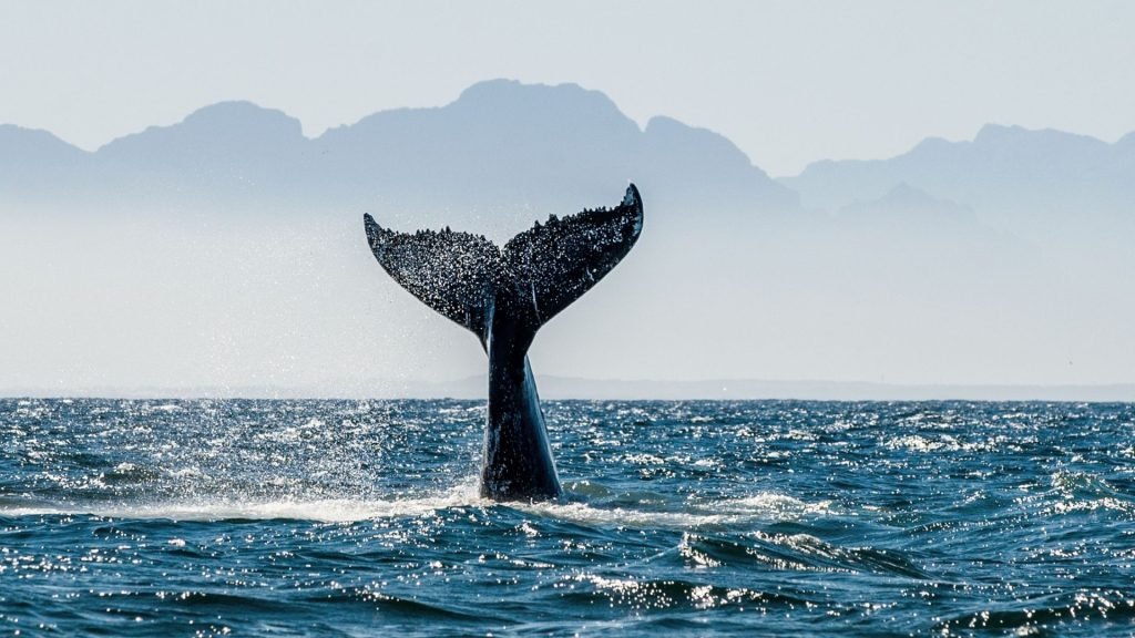 Kalpitiya Whale Tail Splash