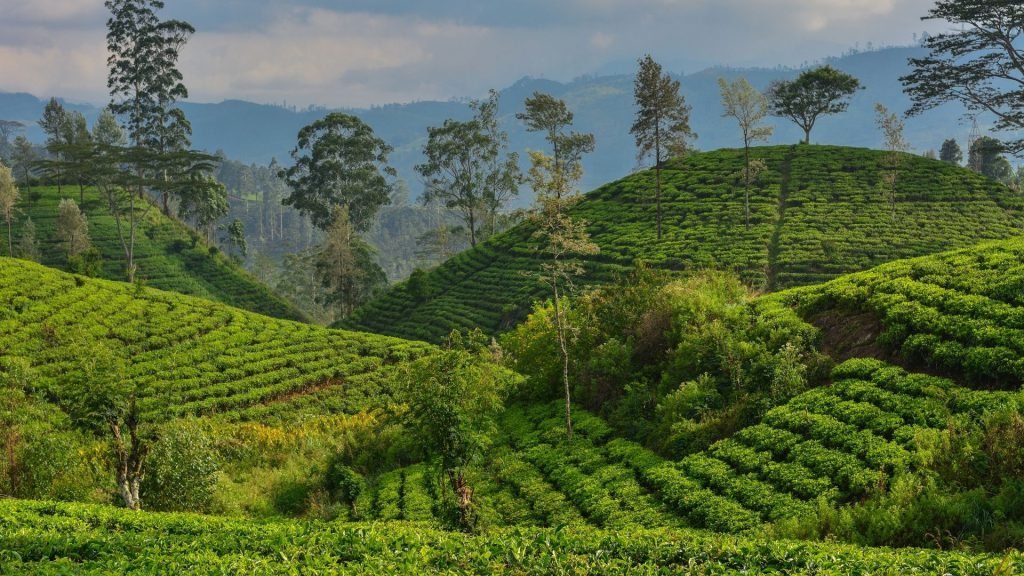 Lush Tea Plantations Sri Lanka Hill Country