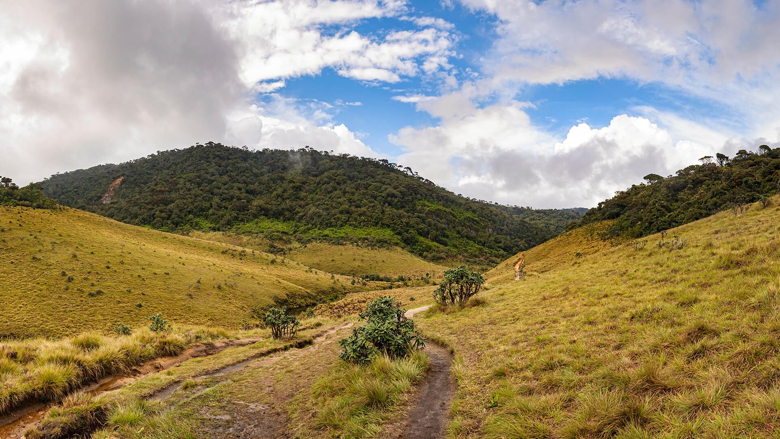 Horton Plains and World’s End: Early Morning Trekking Guide, Route Tips, and Weather Advice