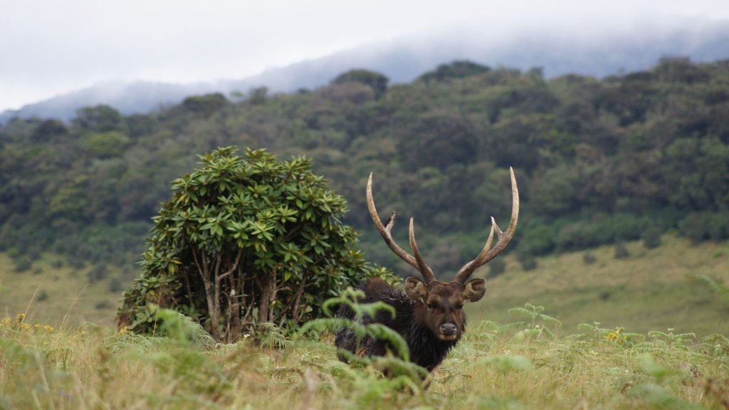 Sambar Deer Horton Plains Sri Lanka
