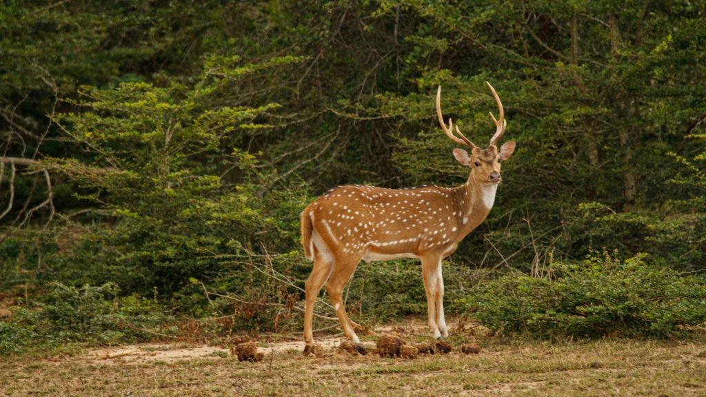 Spotted Deer Chital Sri Lanka Safari