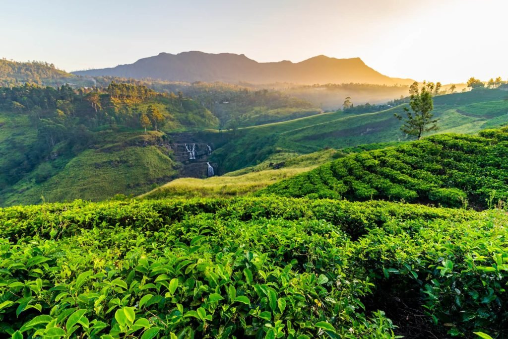 Tea Plantation And St Claire Waterfall At Sunrise