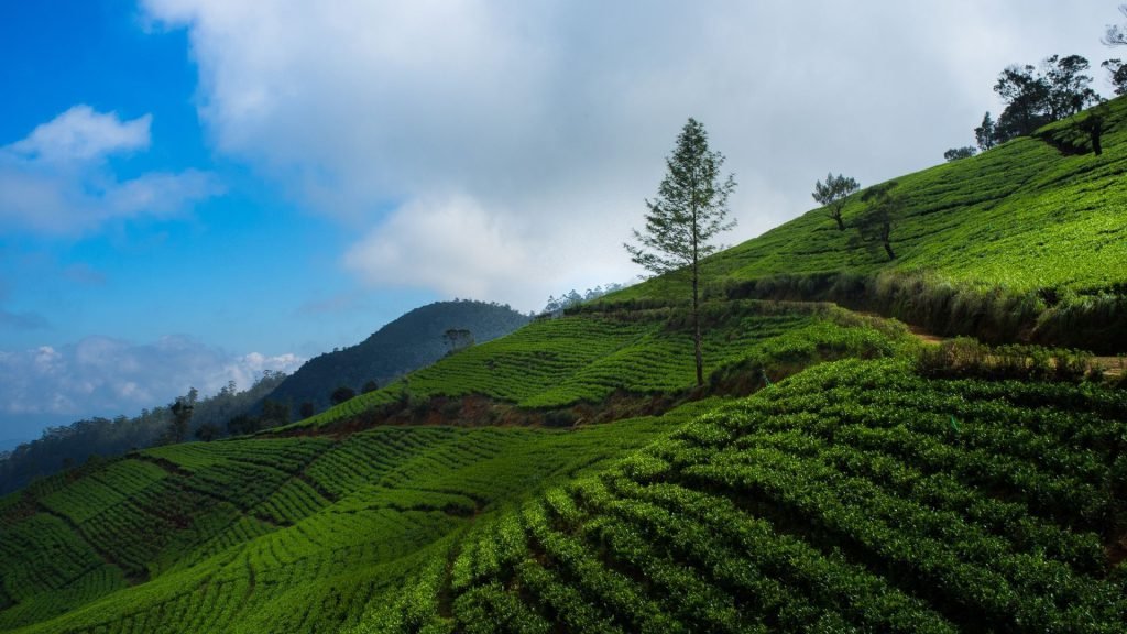 Tea Plantation Terraces Sri Lanka Hill Country Trail