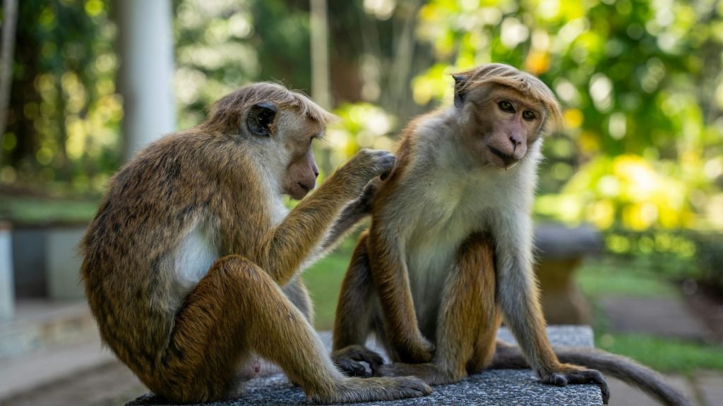 Toque Macaques Grooming Sri Lanka Wildlife