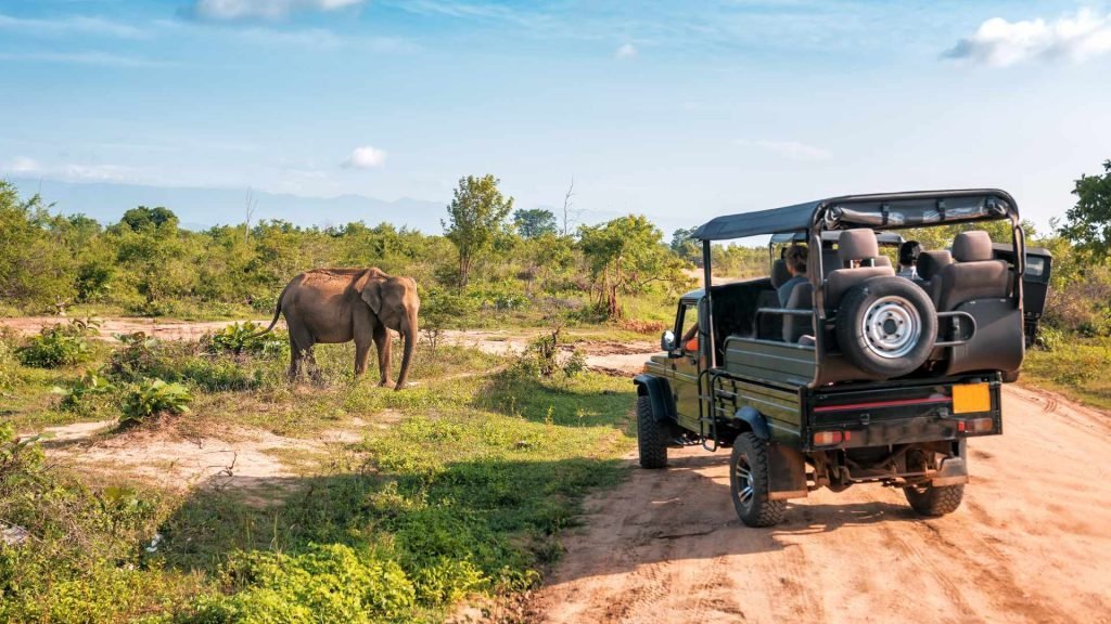Wild Life Safari